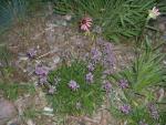 Stachys officinalis 'nana'